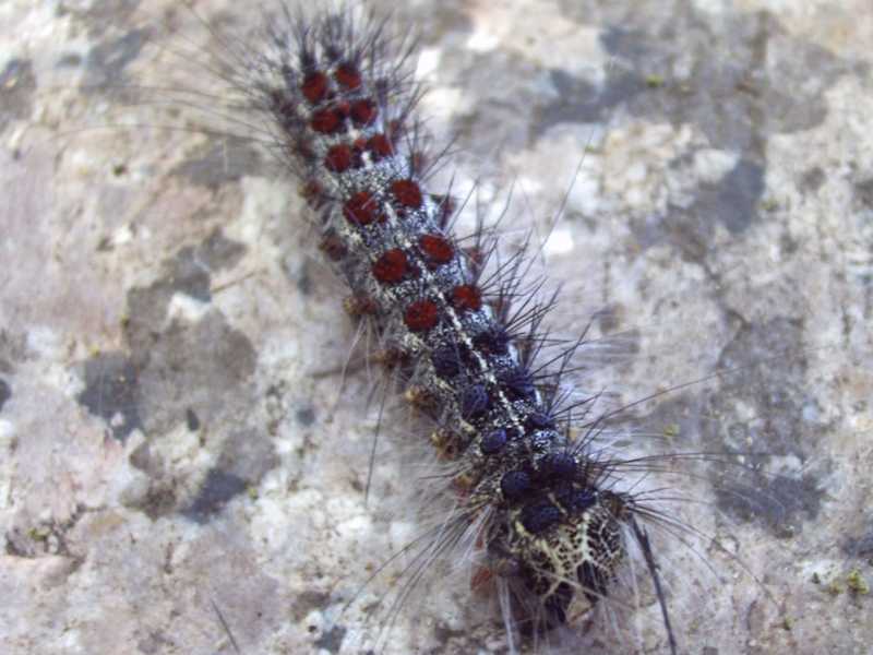 processionaria ? - No, Lymantria dispar